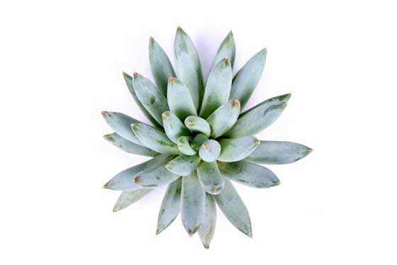 Echeveria hookeri 6cm - Ετσεβέρια