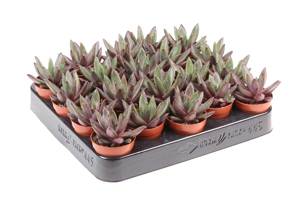 
                  
                    Echeveria izar 5.5cm
                  
                
