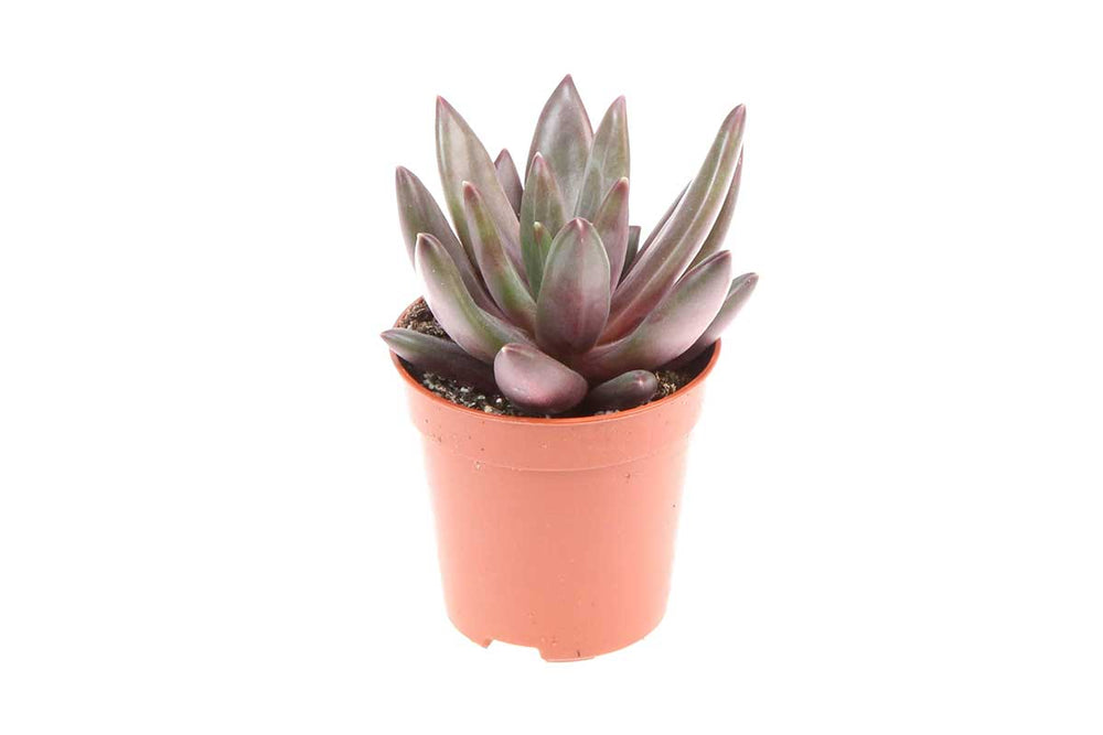 
                  
                    Echeveria izar 5.5cm
                  
                