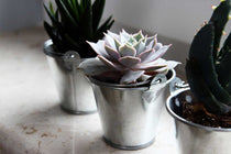 
                  
                    Echeveria lola - Πρόταση διακόσμησης
                  
                