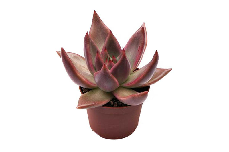 Echeveria 'Mars Galaxy'® 6cm