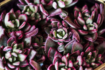
                  
                    Echeveria 'Devotion' - Ετσεβέρια
                  
                