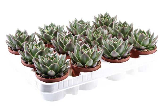 Echeveria miranda 8.5cm - Ετσεβέρια