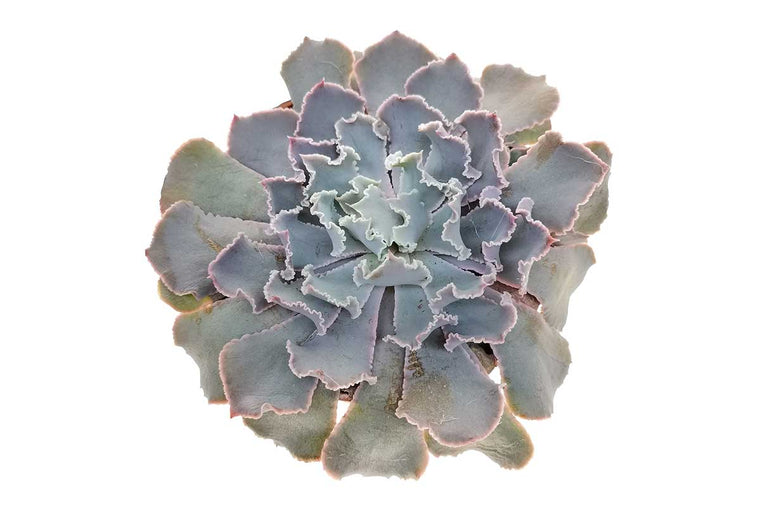 Echeveria 'Pink Frills' 10.5cm