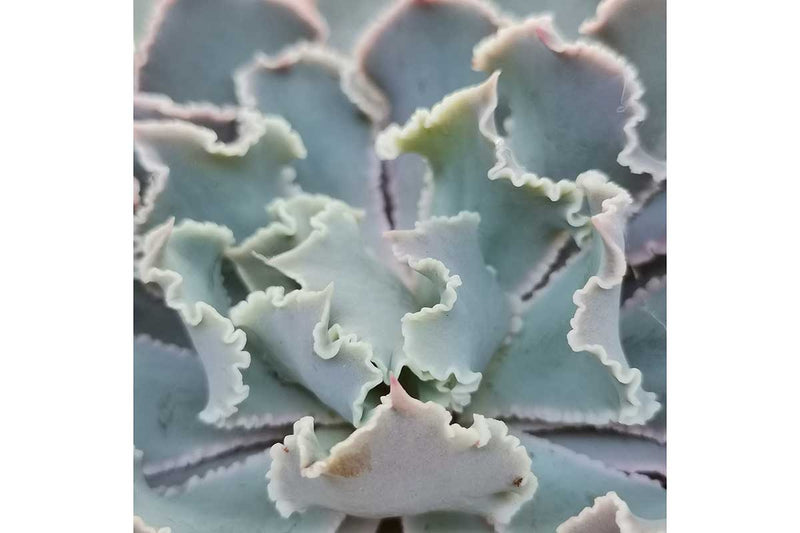 Echeveria 'Pink Frills' 10.5cm