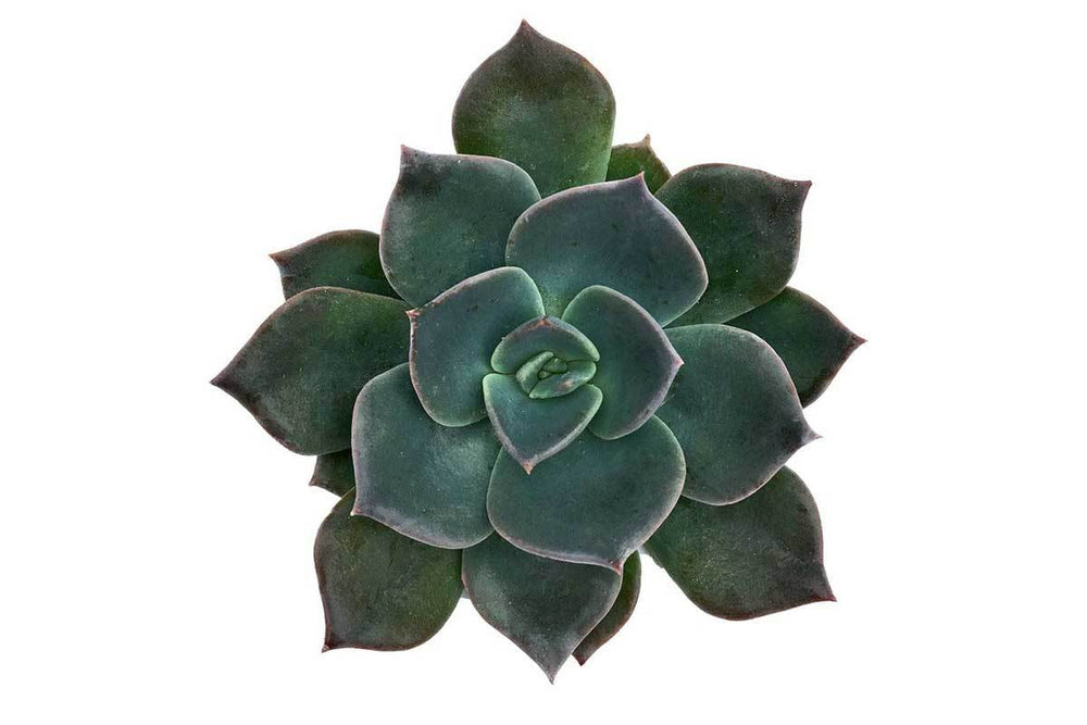 
                  
                    Echeveria 'blue prince'
                  
                