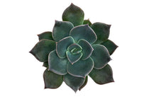 
                  
                    Echeveria 'blue prince'
                  
                