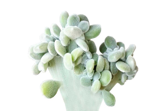 Echeveria pulvinata 'frosty' cristata