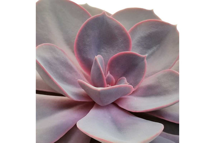 Echeveria 'purple pearl' 12cm
