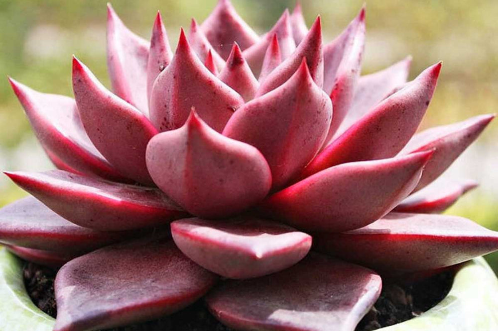 
                  
                    Echeveria agavoides 'Romeo'
                  
                