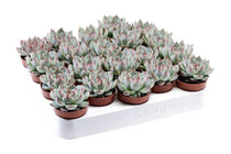 
                  
                    Echeveria chihuaensis 5.5cm - Ετσεβέρια
                  
                