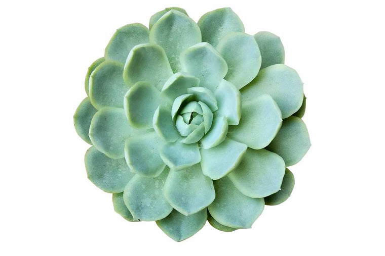 Echeveria elegans 8.5cm