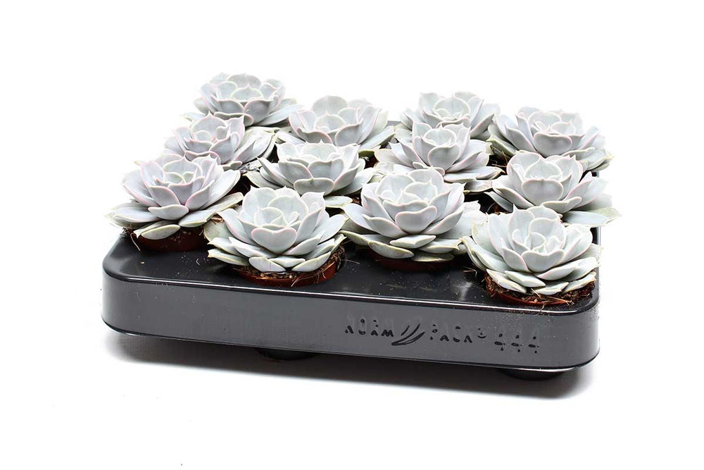 
                  
                    Echeveria lilacina 5,5cm - Ετσεβέρια
                  
                