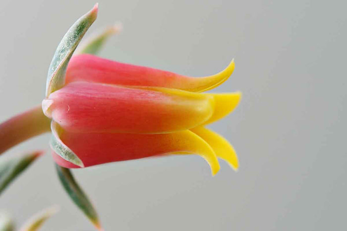 Echeveria lilacina flower