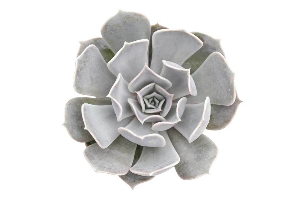 
                  
                    Echeveria lilacina
                  
                