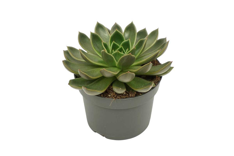 Echeveria 'Mira' 13cm