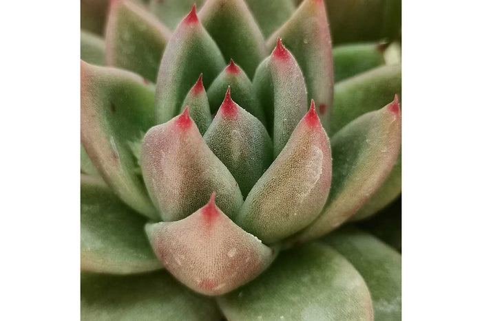 Echeveria miranda 8.5cm