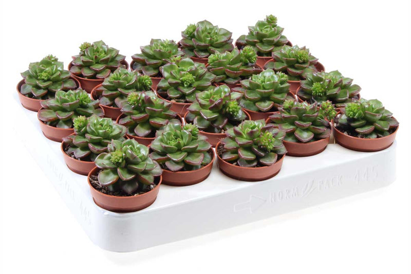 Echeveria multicaulis - Ετσεβέρια