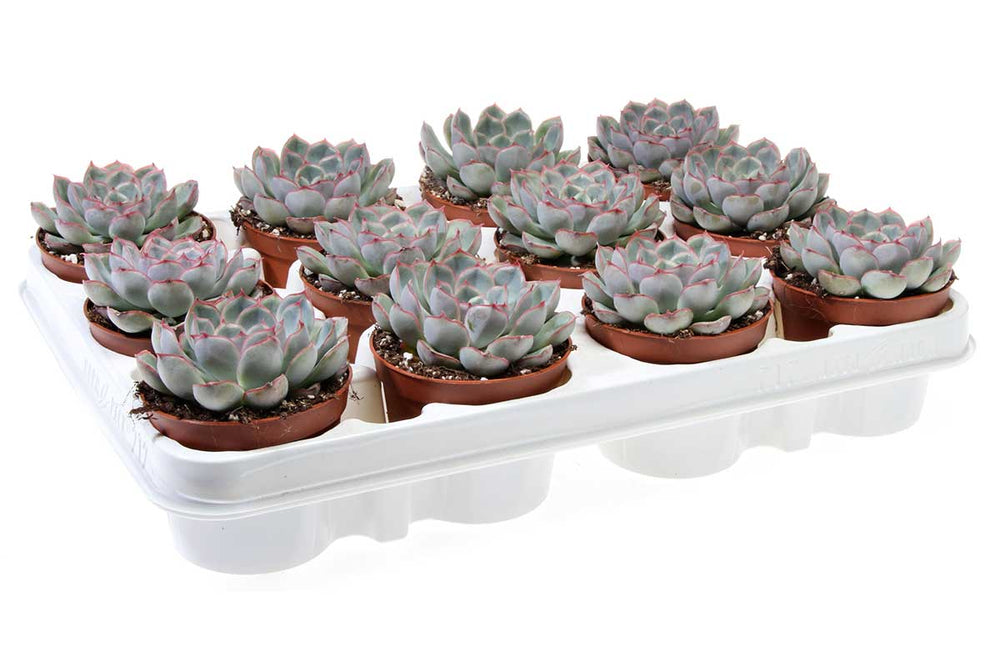 
                  
                    Echeveria 'mystery' 8,5cm - Ετσεβέρια
                  
                