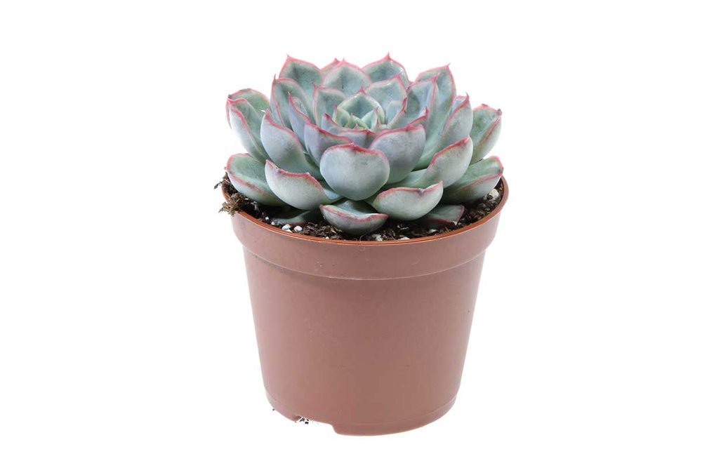 
                  
                    Echeveria 'mystery' 8,5cm - Ετσεβέρια
                  
                