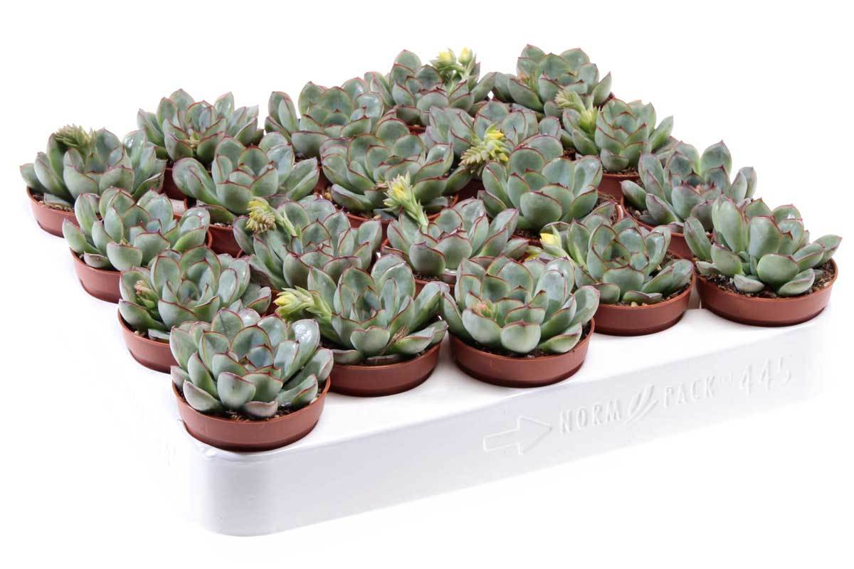 Echeveria pellusida 5,5cm