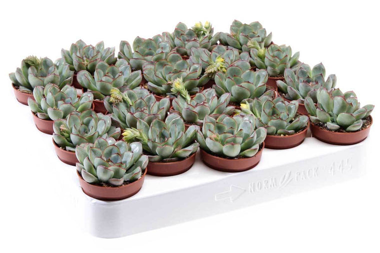 Echeveria pellucida 5.5cm