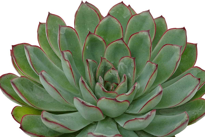 Echeveria pellusida