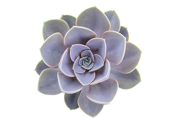 Echeveria 'perle von nurnberg'- top