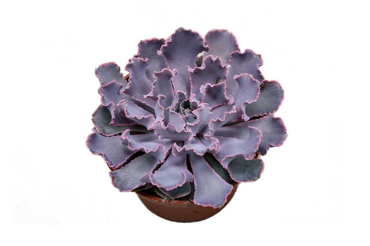 Echeveria 'Pink Frills' 10,5cm