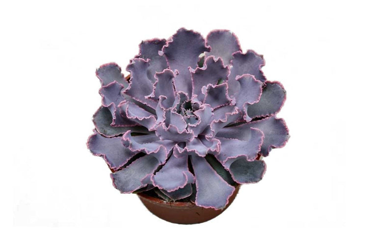 Echeveria 'Pink Frills' 10.5cm