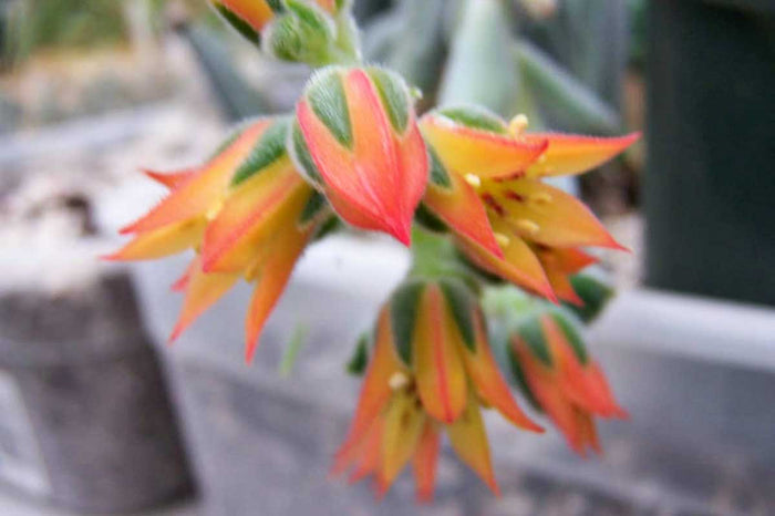 Echeveria pulvinata 'frosty' cristata