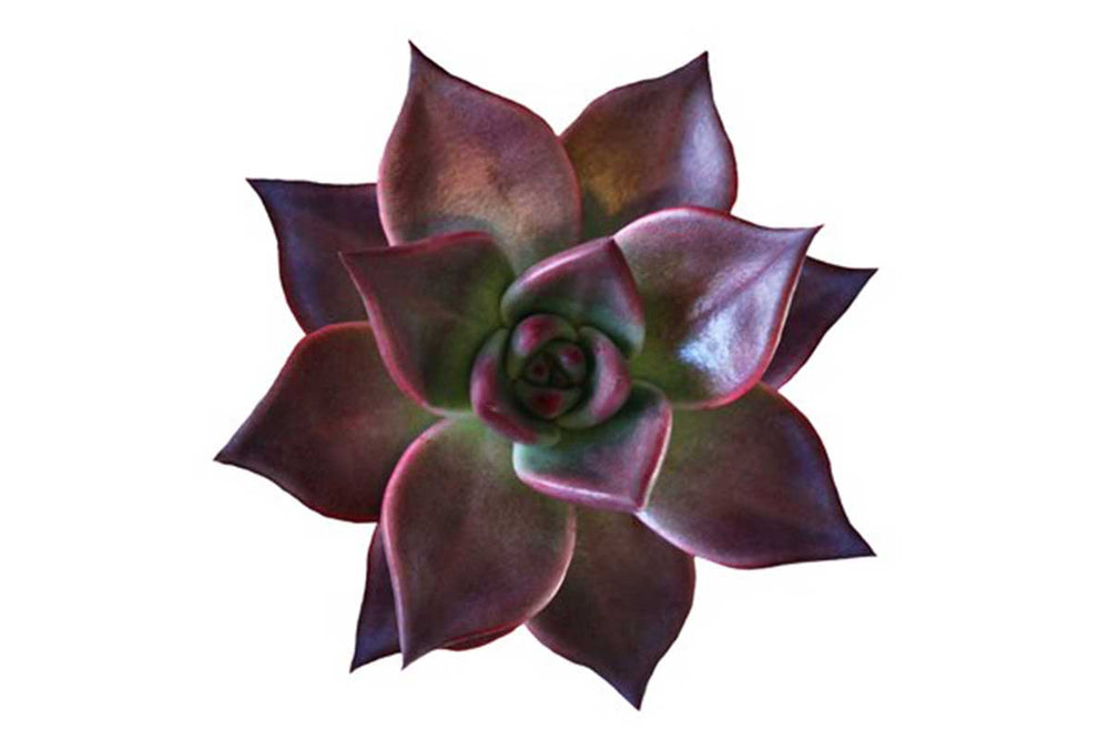 
                  
                    Echeveria agavoides 'Romeo'
                  
                