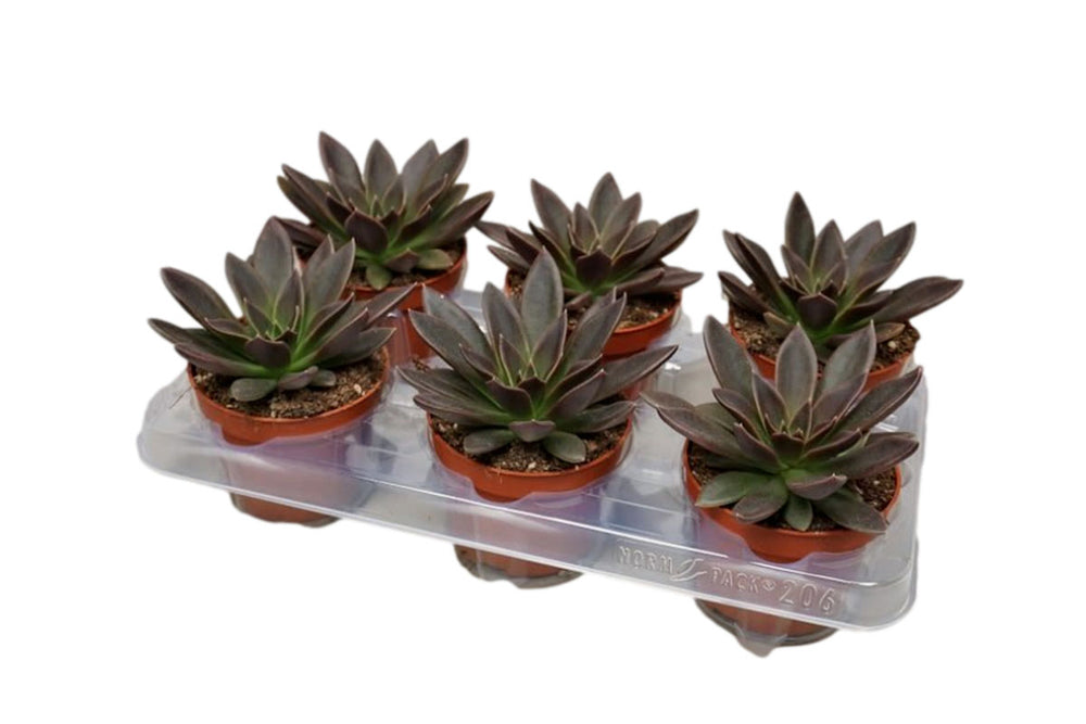 
                  
                    Echeveria 'serrana' 10.5cm - Ετσεβέρια
                  
                