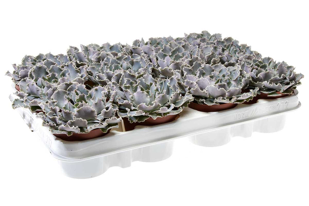 
                  
                    Echeveria shaviana
                  
                