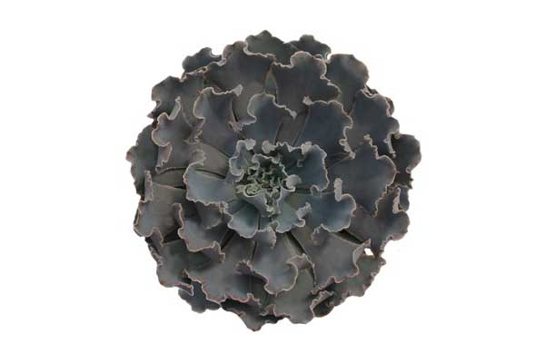 
                  
                    Echeveria shaviana
                  
                