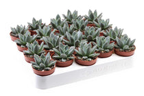 
                  
                    Echeveria hookeri 5.5cm - Ετσεβέρια
                  
                
