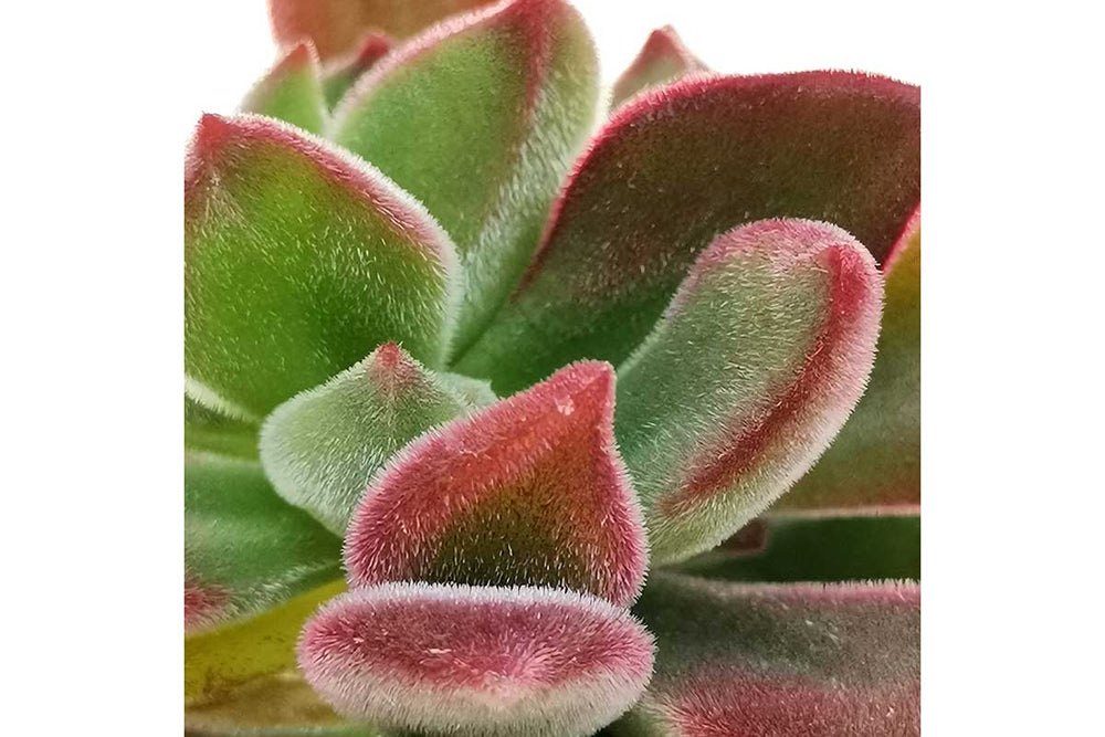 
                  
                    Echeveria 'Devotion'
                  
                