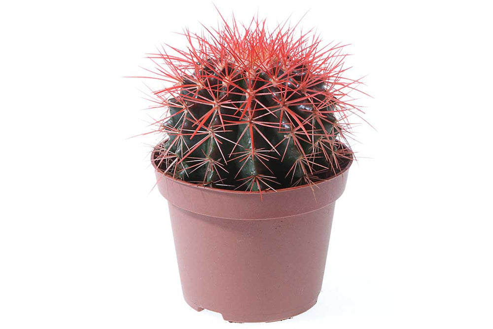 
                  
                    Echinocactus grusonii 'rainbow red' 5.5cm - Εχινόκακτος
                  
                