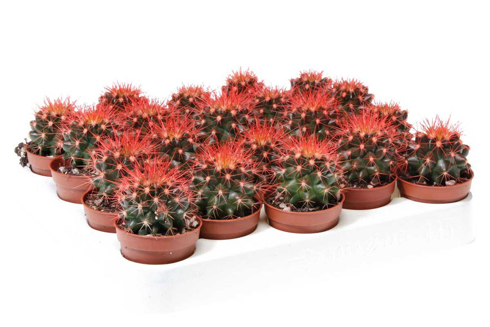 
                  
                    Echinocactus grusonii 'rainbow red' 5.5cm - Εχινόκακτος
                  
                