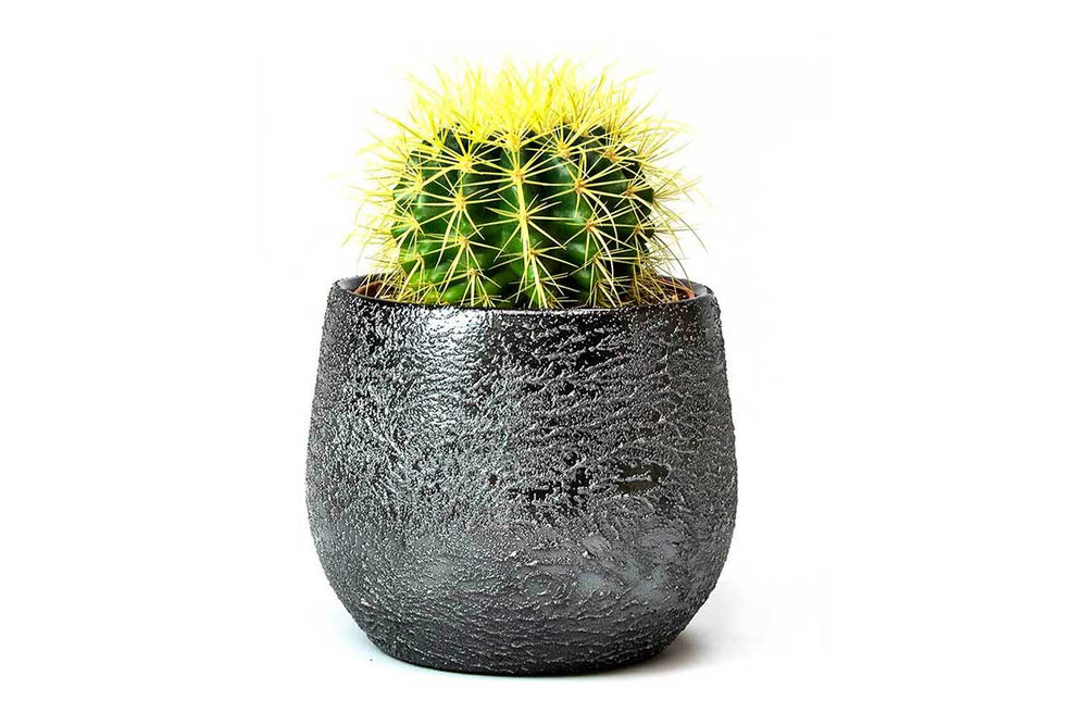 
                  
                    Echinocactus grusonii - Πρόταση διακόσμησης
                  
                