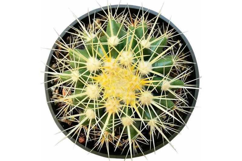 Echinocactus grusonii