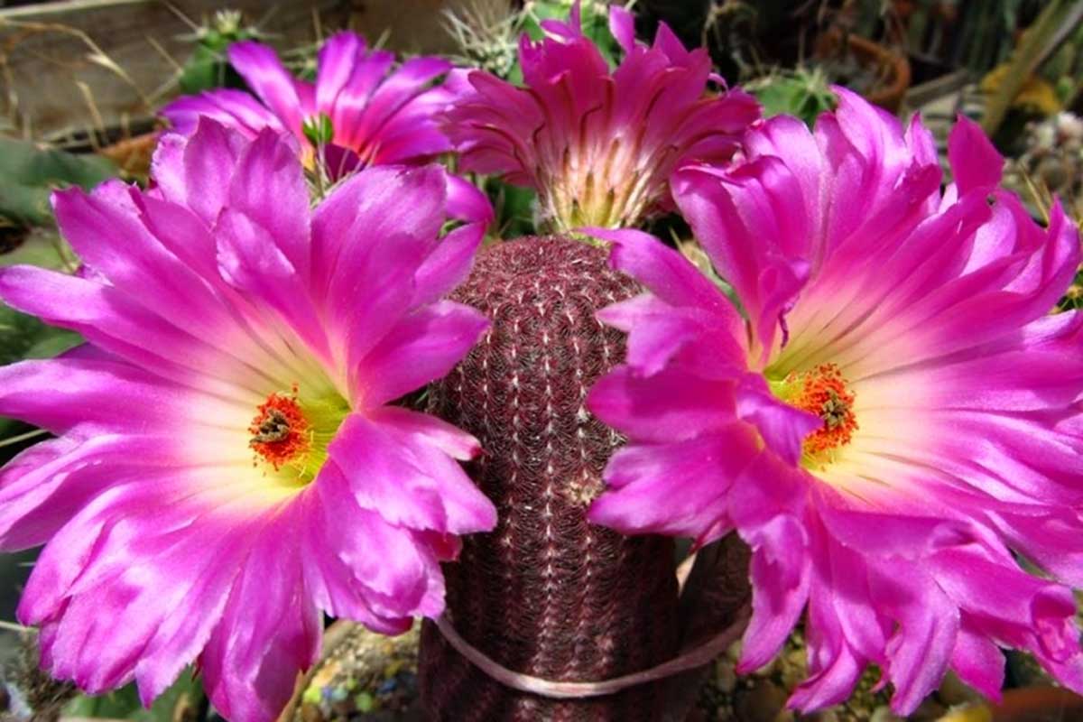 Echinocereus rigidissimus var. rubispinus
