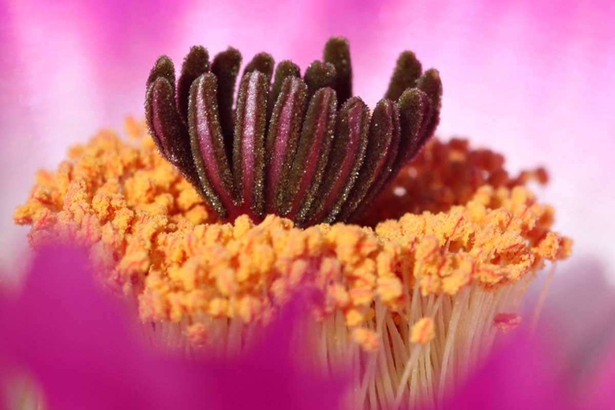 Echinocereus rigidissimus var. rubispinus