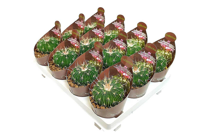 Echinofossulocactus multicostatus brevispinus 6.5cm
