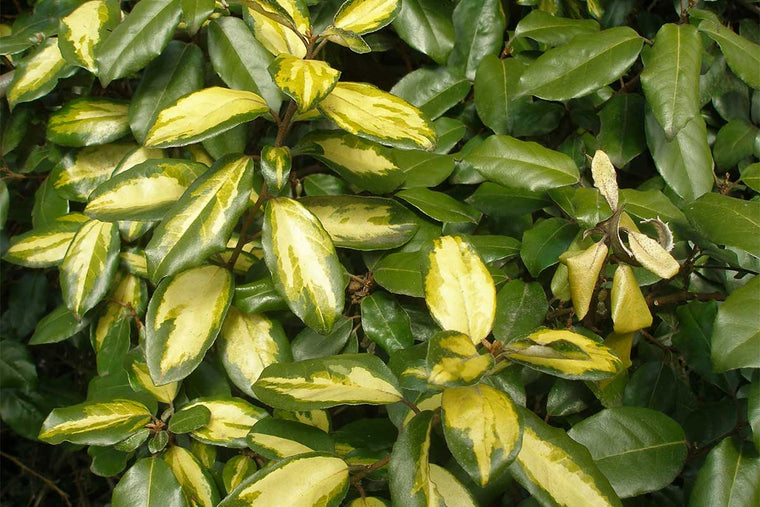 Elaeagnus 'Limelight' 19cm