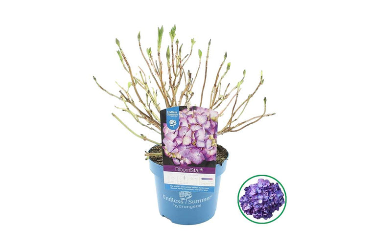 Hydrangea Bloomstar® 'purple' 17cm