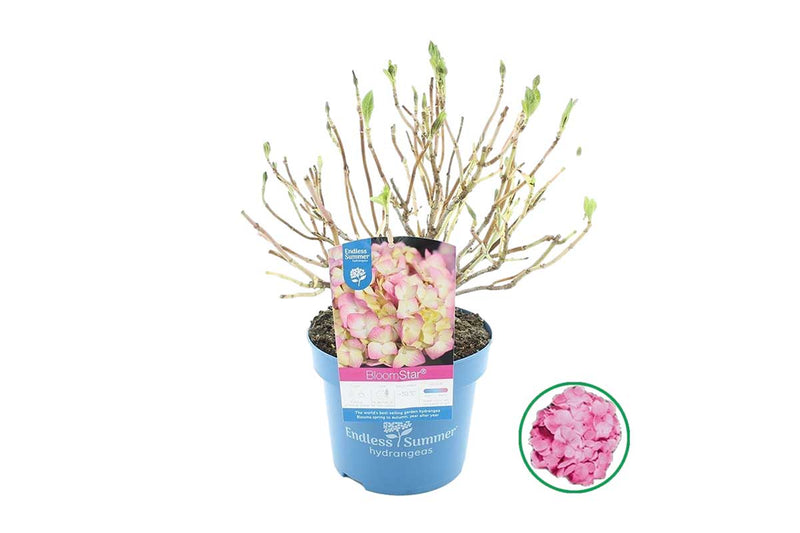 Hydrangea Bloomstar® 'pink' 17cm