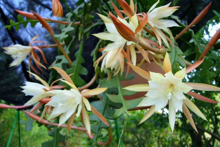 Epiphyllum anguliger 9cm