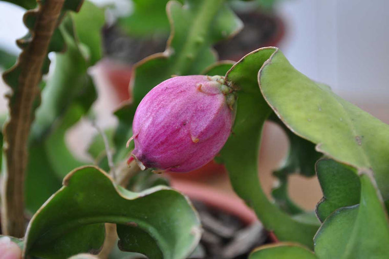 Epiphyllum guatemalensis 12cm