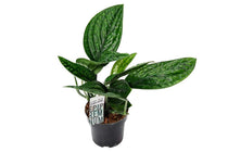 
                  
                    Monstera karstenianum 12cm - Μονστέρα
                  
                